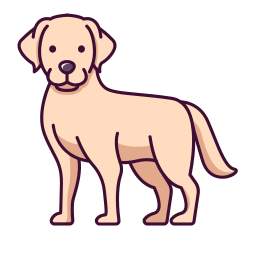 Learn 5 labrador retriever