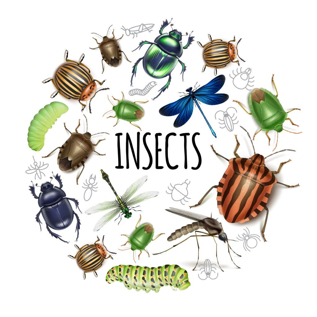 12909325 1811.sm002.009.TS .m000.c5.insects realistic